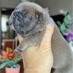 Zara-female-French-bulldog-puppy-for-sale-3