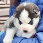 Zara-female-Siberian-Husky-puppy-for-sale-1 (1)