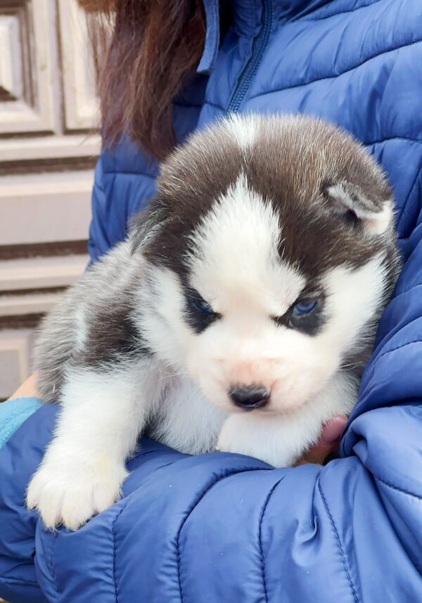 Zara Siberian Husky