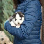 Zara-female-Siberian-Husky-puppy-for-sale-1 (2)