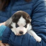 Zaura-female-Siberian-Husky-puppy-for-sale-1 (1)