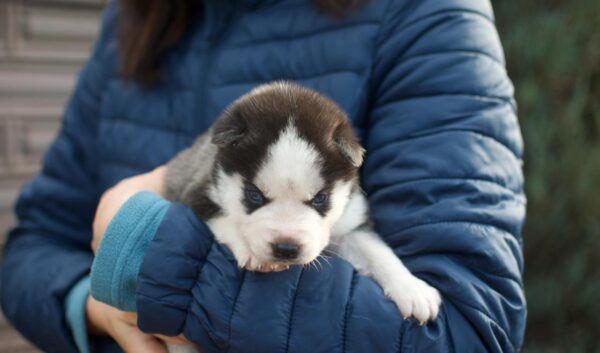 Zaura Siberian Husky