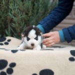Zaura-female-Siberian-Husky-puppy-for-sale-1 (2)
