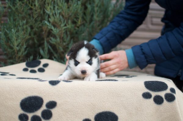 Zaura Siberian Husky
