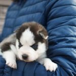 Zaura-female-Siberian-Husky-puppy-for-sale-1 (3)