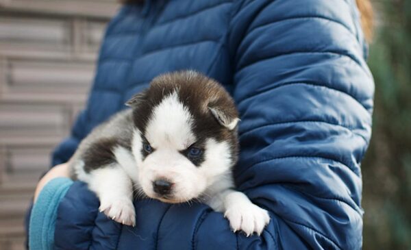 Zaura Siberian Husky