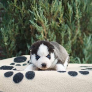 Zaura Siberian Husky