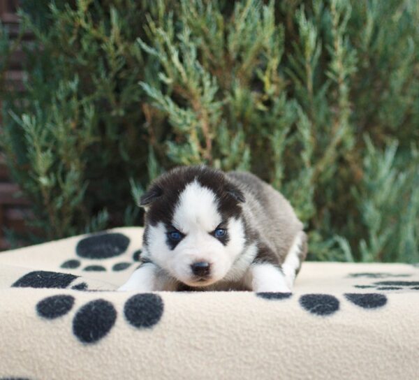 Zaura Siberian Husky