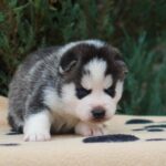 Ziro-male-Siberian-Husky-puppy-for-sale-1 (1)