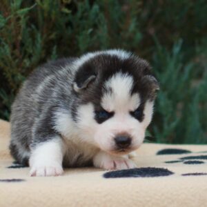 Ziro Siberian Husky