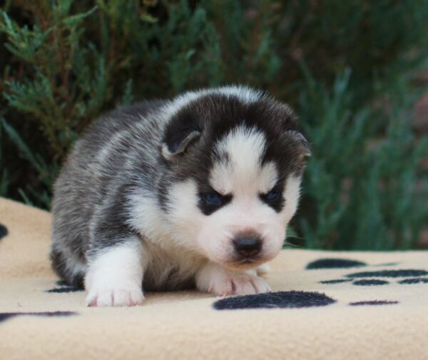 Ziro Siberian Husky