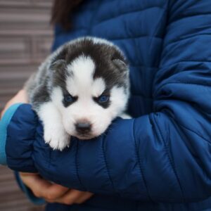Ziro Siberian Husky