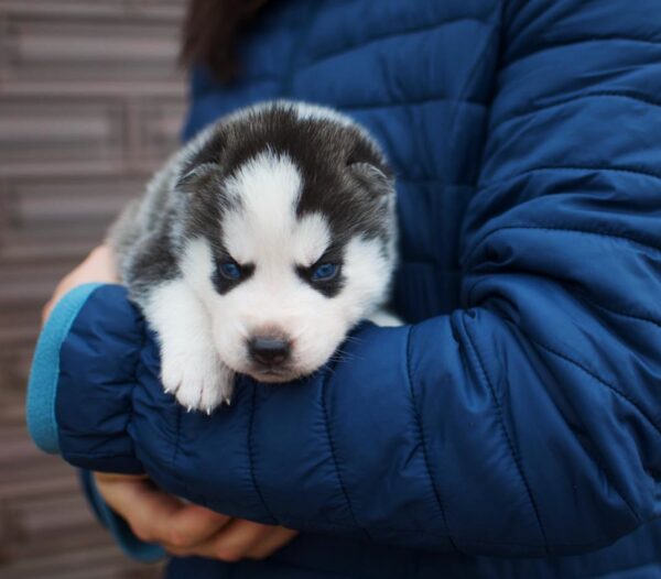 Ziro Siberian Husky