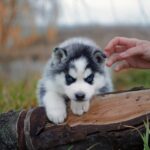 Ziro-male-siberian-hasku-puppy-for-sale-1