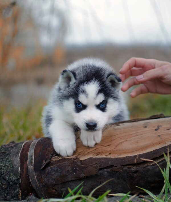 Ziro Siberian Husky Ziro Siberian Husky