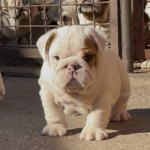 arabella-female-english-bulldog-puppy-for-sale-10 (1)