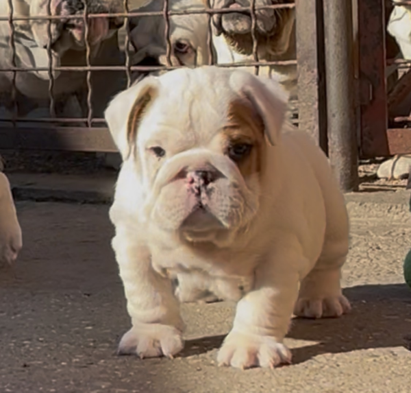 Arabella English Bulldog
