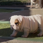arabella-female-english-bulldog-puppy-for-sale-10 (2)