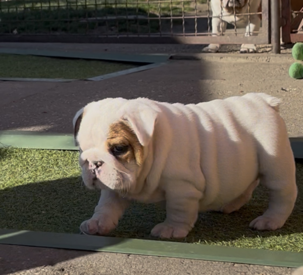 Arabella English Bulldog
