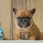 boys-and-girls-male-french-bulldog-puppy-for-sale-1 (1)