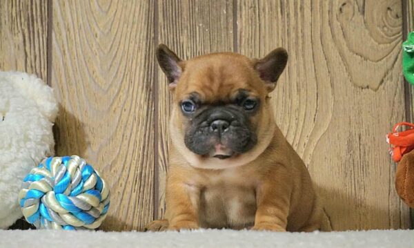 Boys and Girls French Bulldog Boys and Girls French Bulldog