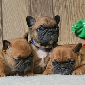 Boys and Girls French Bulldog