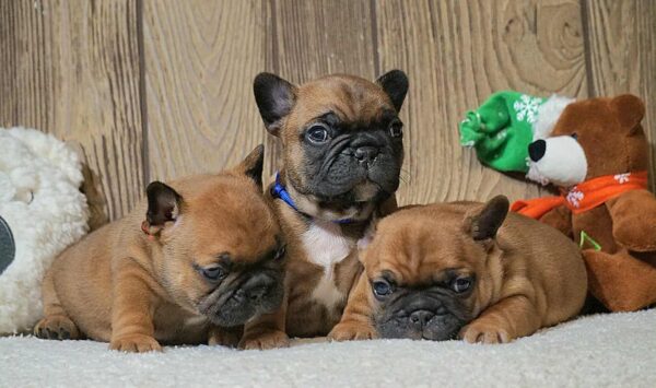 Boys and Girls French Bulldog Boys and Girls French Bulldog