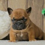 boys-and-girls-male-french-bulldog-puppy-for-sale-1 (3)