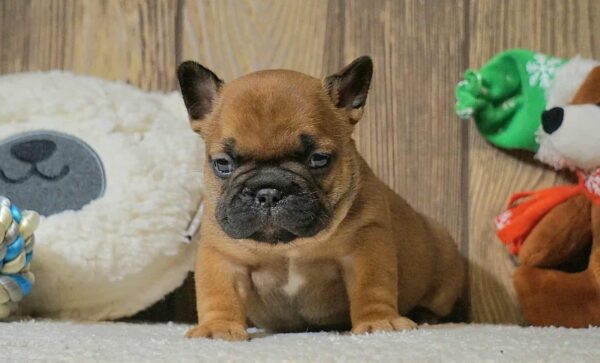 Boys and Girls French Bulldog Boys and Girls French Bulldog