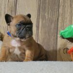 boys-and-girls-male-french-bulldog-puppy-for-sale-1 (4)