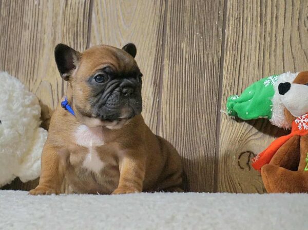 Boys and Girls French Bulldog Boys and Girls French Bulldog