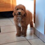 marco male goldendoodle puppy for sale (1)