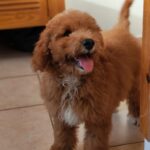 Milo Goldendoodle