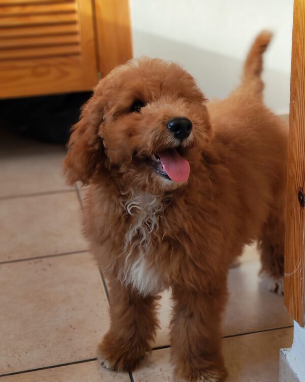 Marco Goldendoodle
