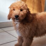 marco male goldendoodle puppy for sale (3)