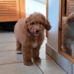 marco male goldendoodle puppy for sale (4)