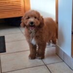 marco male goldendoodle puppy for sale (5)