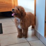 marco male goldendoodle puppy for sale (6)