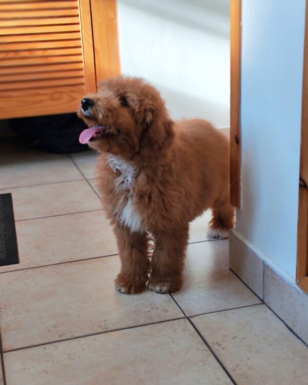 Marco Goldendoodle