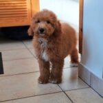 marco male goldendoodle puppy for sale (7)