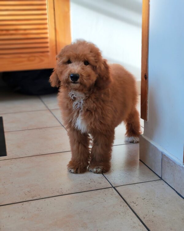 Marco Goldendoodle