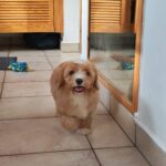 rumi cavapoo puppy for sale (1)