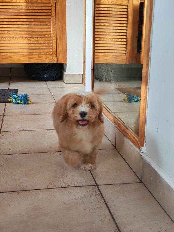 Rumi Cavapoo Rumi Cavapoo