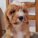 rumi cavapoo puppy for sale (2)