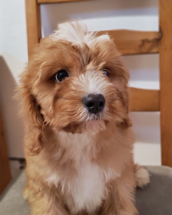 Rumi Cavapoo Rumi Cavapoo