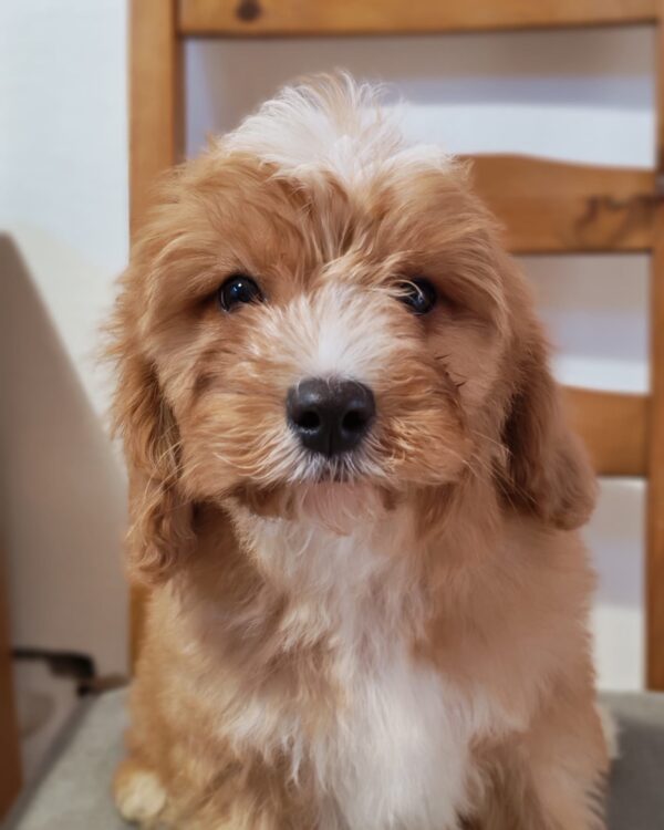 Rumi Cavapoo Rumi Cavapoo