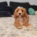 rumi cavapoo puppy for sale (4)