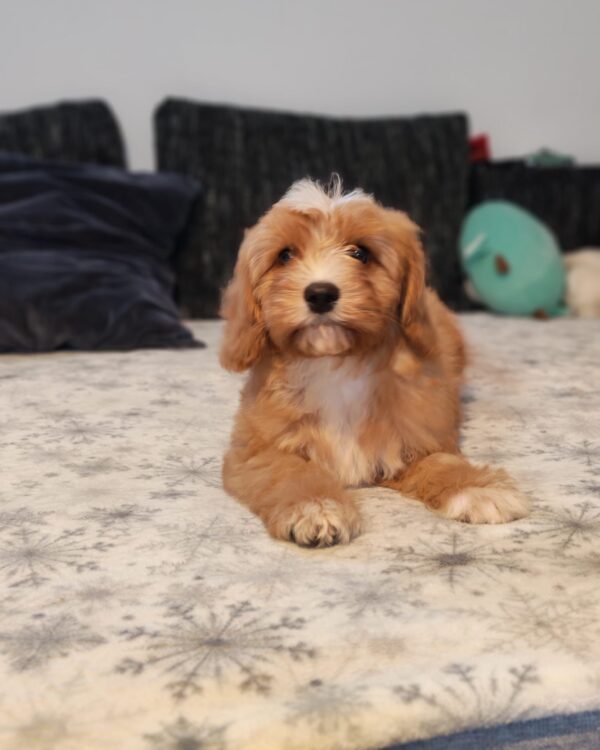 Rumi Cavapoo Rumi Cavapoo