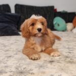 Tom Cavapoo