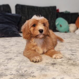 Rumi Cavapoo